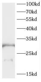 CEACAM21 Antibody - BSA Free