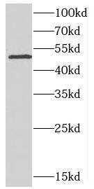 CDS2 Antibody - BSA Free