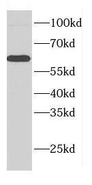 CDR2L Antibody - BSA Free