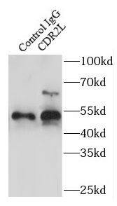 CDR2L Antibody - BSA Free