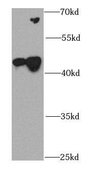 CDK10 Antibody - BSA Free