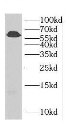 Cadherin-23 Antibody - BSA Free