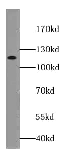 Cadherin-10 Antibody - BSA Free