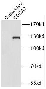 CDCA2 Antibody - BSA Free