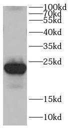 CDC42EP2 Antibody - BSA Free