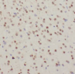 CDC26 Antibody - BSA Free
