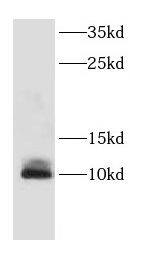 CDC26 Antibody - BSA Free