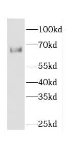Cdc14A Antibody - BSA Free