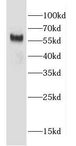 CCZ1 Antibody - BSA Free