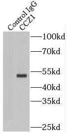 CCZ1 Antibody - BSA Free