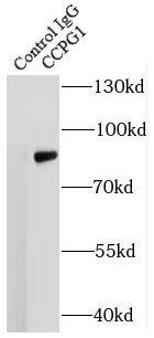 CPR8 Antibody - BSA Free