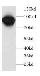 CPR8 Antibody - BSA Free