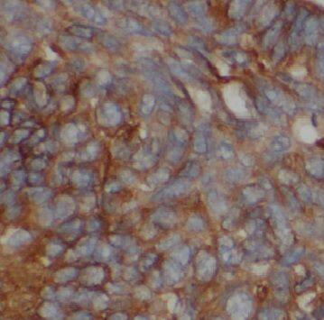 CPR8 Antibody - BSA Free