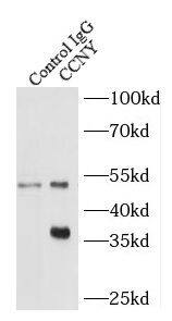 CCNY Antibody - BSA Free