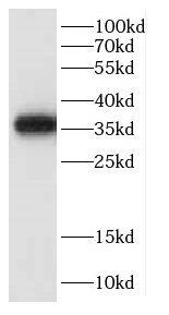CCNY Antibody - BSA Free