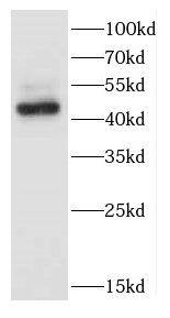 CCNL1 Antibody - BSA Free
