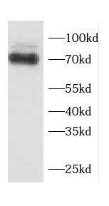 CCDC99 Antibody - BSA Free