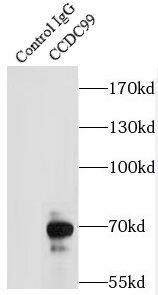 CCDC99 Antibody - BSA Free