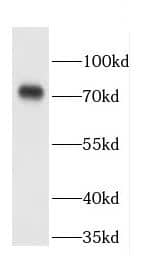CCDC93 Antibody - BSA Free