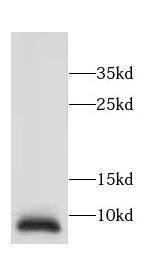 CCDC72 Antibody - BSA Free