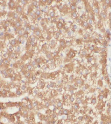 coiled-coil domain containing 53 Antibody - BSA Free