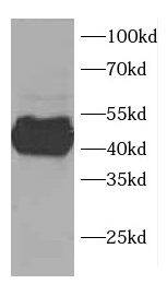 CCDC51 Antibody - BSA Free