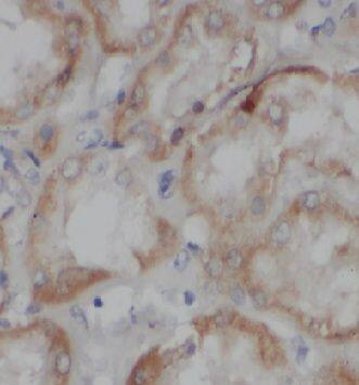 Ymer Antibody - BSA Free