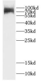 CCDC27 Antibody - BSA Free