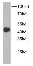 CCDC104 Antibody - BSA Free