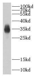 PGEA1 Antibody - BSA Free