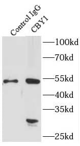 PGEA1 Antibody - BSA Free