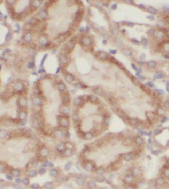 PGEA1 Antibody - BSA Free