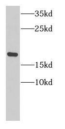 CBP20 Antibody - BSA Free