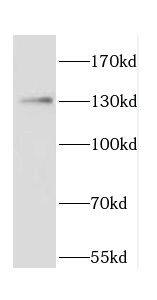 CARD6 Antibody - BSA Free