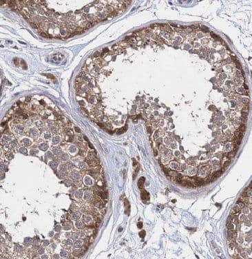 CARD6 Antibody - BSA Free
