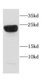 CAPSL Antibody - BSA Free