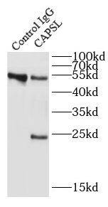 CAPSL Antibody - BSA Free