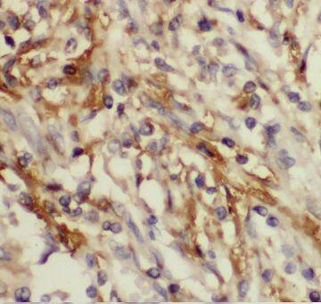 CAPSL Antibody - BSA Free