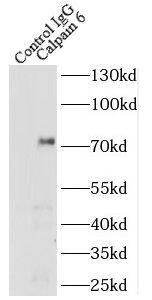 Calpain 6 Antibody - BSA Free