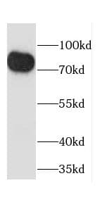 Calpain 11 Antibody - BSA Free