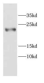 CALML4 Antibody - BSA Free