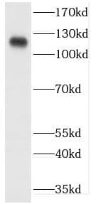 Cadherin-20 Antibody - BSA Free