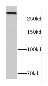 Cav2.2 Antibody - BSA Free