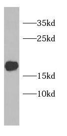 PLGRKT Antibody - BSA Free
