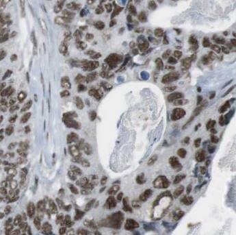 CPED1 Antibody - BSA Free