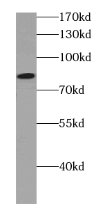CPED1 Antibody - BSA Free