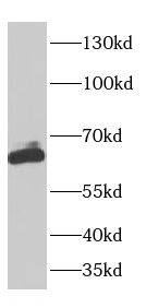 C7orf31 Antibody - BSA Free