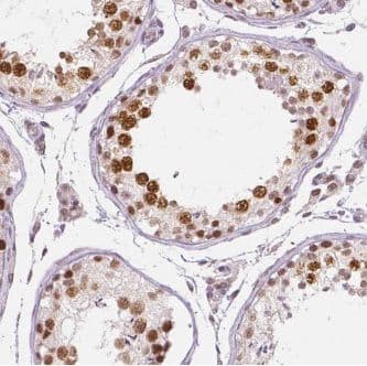 ARMT1 Antibody - BSA Free