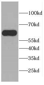 CEP57L1 Antibody - BSA Free