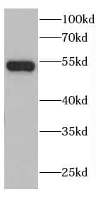 STG Antibody - BSA Free